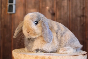 Junge bunte Zwergwidder Kaninchen Haserl Hasen 