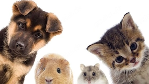 Tierische Notfälle 