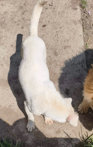 Die kleine Nela sucht ein liebevolles Zuhause für immer Bild 2
