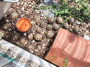 Landschildkröten aus Hobbyzucht