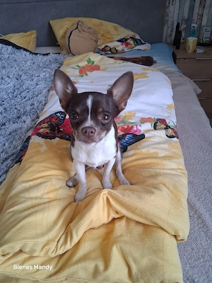 Chihuahua sucht neues Zuhause 