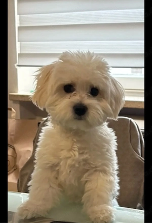 Ich verkaufe einen männlichen Bichon Frisé.