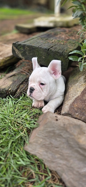 Vollständig geimpft New English Bulldog  Bild 5