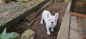 Vollständig geimpft New English Bulldog  Bild 2