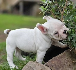 Vollständig geimpft New English Bulldog  Bild 3