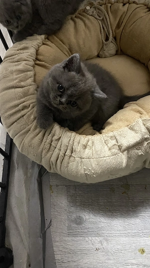 Britisch Kurzhaar Kitten suchen liebevolles Zuhause Bild 4