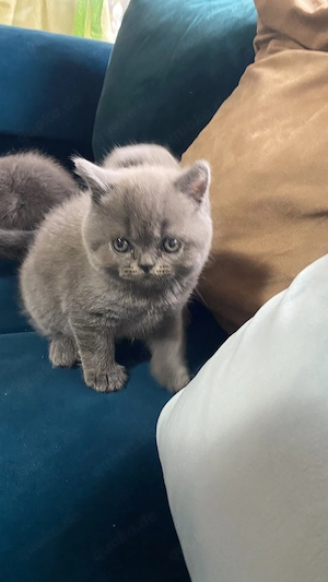 Britisch Kurzhaar Kitten suchen liebevolles Zuhause Bild 5