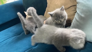 Britisch Kurzhaar Kitten suchen liebevolles Zuhause Bild 2