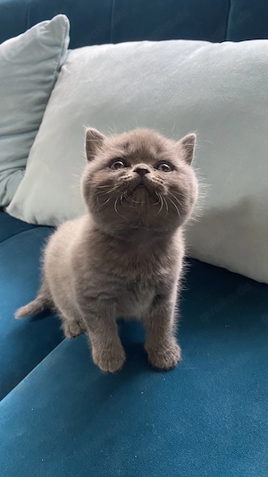 Britisch Kurzhaar Kitten suchen liebevolles Zuhause Bild 3