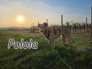  Wer schenkt dieser zuckersüßen Polola endlich das Zuhause, das sie so sehr verdient?