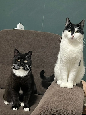meine katzen verkaufen 