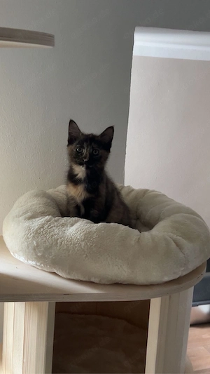Kitten 17 wochen alt Maine-Coon-Mix