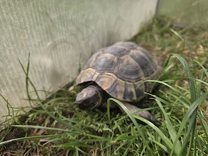 Maurische Landschildkröten  (8Jahre)