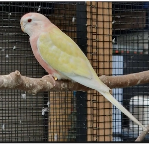Ich suche Bourkesittich Hähne