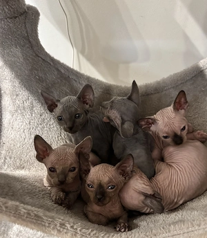 Sphynx Kitten 11 Wochen Alt Bestens sozialisiert 