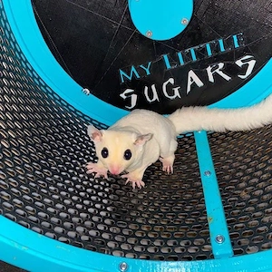 sugar glider gruppe 