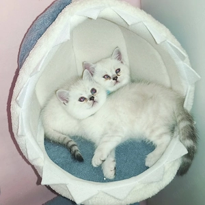  2 BKH Katerchen  Bild 7
