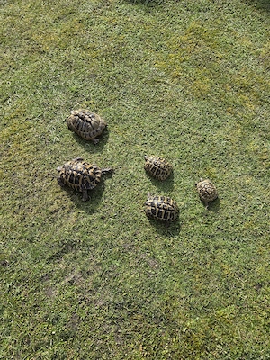 Griechische Landschildkröten