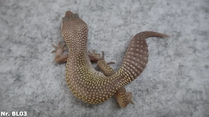 Blizzard + Midnight Blizzard Leopardgecko Männchen Weibchen 2025