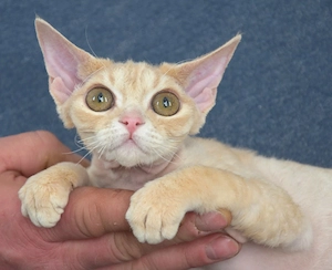 Devon Rex Weibchen BEA , reinrassig mit Stammbaum und Gesundheitszeugnis, EU Pass.