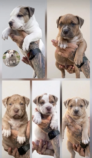 American Bully Welpen (ABKC) 