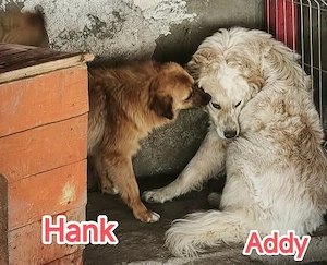Hank - er möchte mit dir die Welt entdecken Bild 3