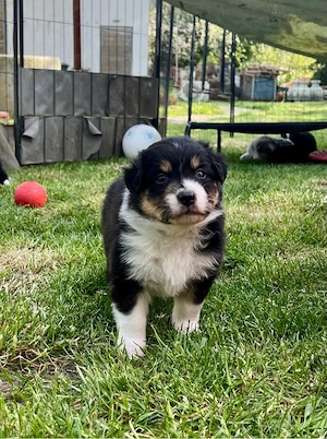 Australian Shepherd Welpe Black Tri