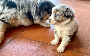 Ruhiger Blue Merle Australian Shepherd Welpe