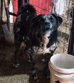 Balou sucht ein liebevolles Zuhause