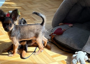  Süßen Russische Toy Terrier Langhaar Welpen, geboren am 22.01.2026, suchen ein liebevolles Zuhause.