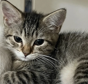 bkh kitten 3 mönate