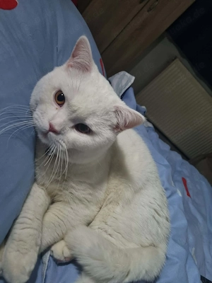 Weiße British-Shorthair-Kater