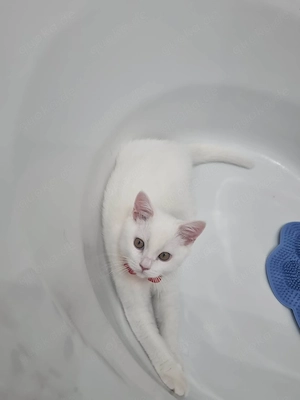 Weiße British-Shorthair-Kater Bild 3