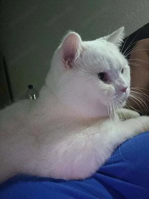 Weiße British-Shorthair-Kater Bild 2