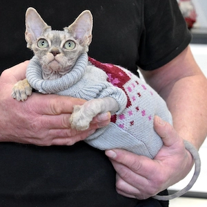 Devon Rex Kater KNOPF , Abgabe gegen eine Schutzgebühr .