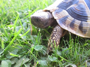 Weibliche Griechische Landschildkröte von 2018