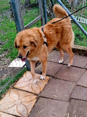 Hund Hündin Tierschutz kastriert Bundesweite Vermittlung  Bild 7