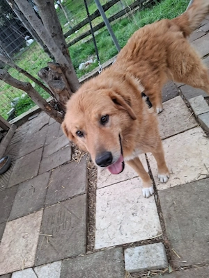 Hund Hündin Tierschutz kastriert Bundesweite Vermittlung  Bild 3