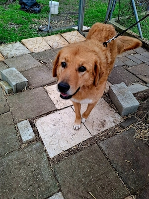 Hund Hündin Tierschutz kastriert Bundesweite Vermittlung  Bild 10