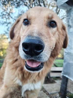 Hund Hündin Tierschutz kastriert Bundesweite Vermittlung  Bild 4