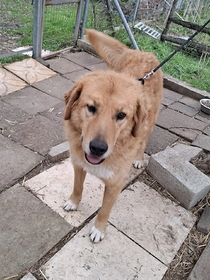 Hund Hündin Tierschutz kastriert Bundesweite Vermittlung  Bild 5