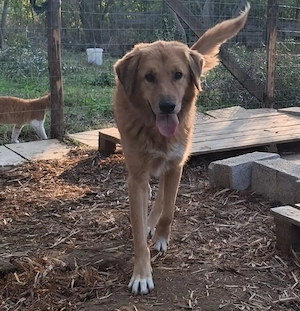 Hund Hündin Tierschutz kastriert Bundesweite Vermittlung  Bild 2
