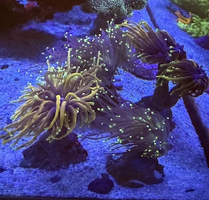 Verschiedene Euphyllia glabrescens 2-4 Köpfe für 20 Euro abzugeben 