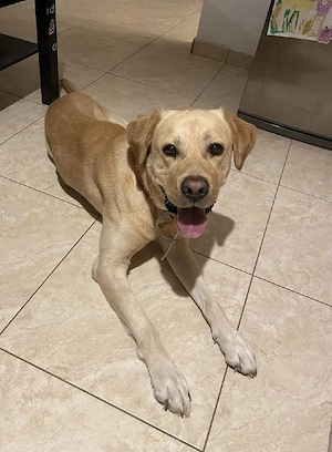 Hund Rüde Tierschutz Labrador Bundesweite Vermittlung 