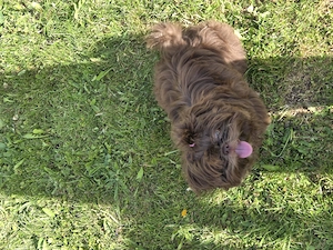 Shih tzu Mädel 