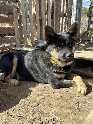 Hund Rüde Tierschutz Shiba Inu Bundesweite Vermittlung  Bild 9