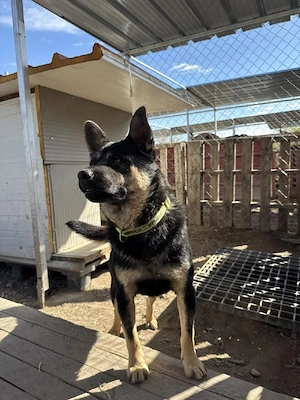 Hund Rüde Tierschutz Shiba Inu Bundesweite Vermittlung  Bild 4