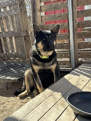 Hund Rüde Tierschutz Shiba Inu Bundesweite Vermittlung  Bild 8