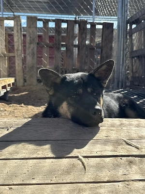 Hund Rüde Tierschutz Shiba Inu Bundesweite Vermittlung  Bild 7