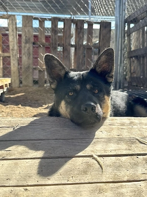 Hund Rüde Tierschutz Shiba Inu Bundesweite Vermittlung  Bild 6